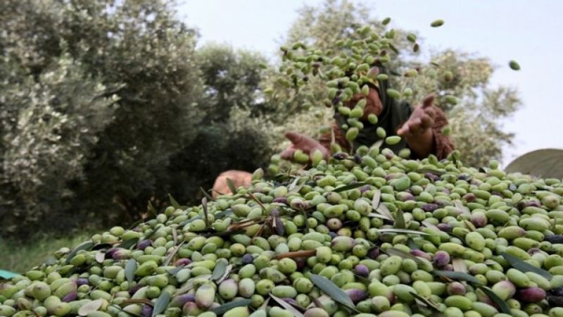 موسم الزيتون في فلسطين.. اعتداءات صهيونية متزايدة لسرقة أراضي المزارعين الفلسطينيين