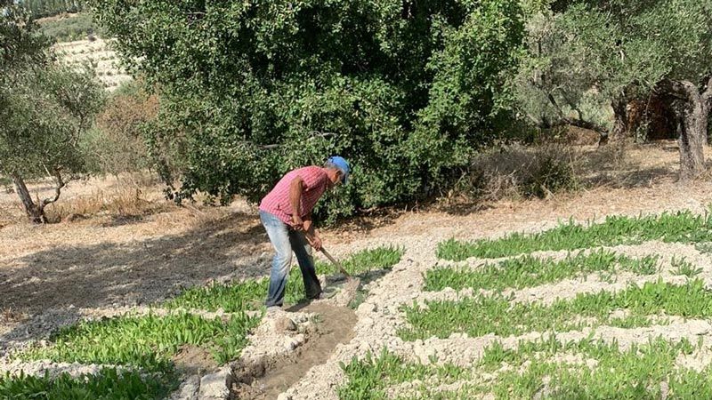 بدء المرحلة الأولى من مشروع "الحاكورة الزراعية الشتوية" في منطقة صيدا