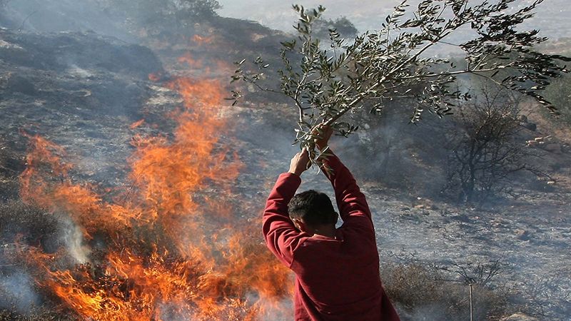 أشجار الزيتون في نابلس ضحية جديدة لإرهاب المستوطنين