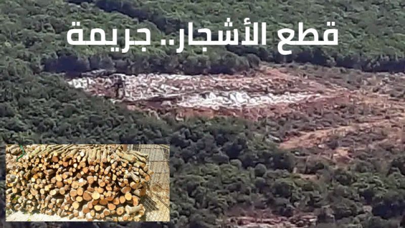 أحراج الجنوب مهددة : مئات الأشجار تقطع في الحجير وزبقين.. ورميش