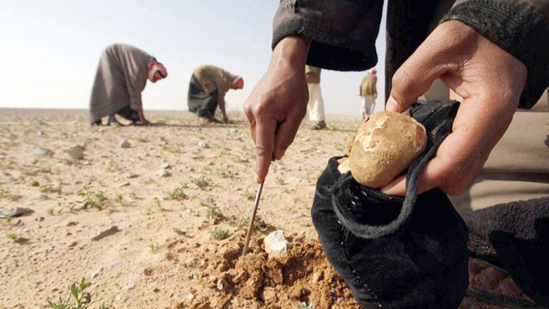 جمع الكمأة في البادية السورية: طريق الموت القهري