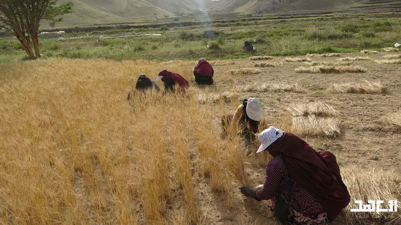 امرأة الريف اليماني تقود بلادها نحو الاكتفاء والتنمية