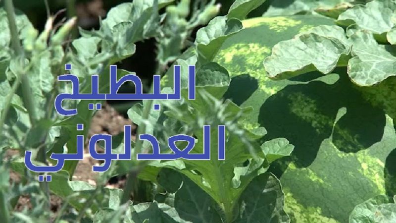 البطيخ العدلوني .. كرات خضراء تزين أعتاب السهل الجنوبي